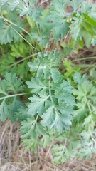 Artemisia absinthium