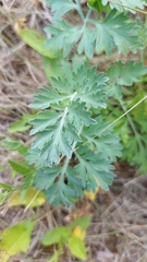 Artemisia absinthium