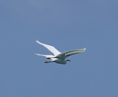 Egretta thula