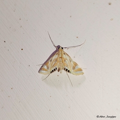 Eoophyla sejunctalis