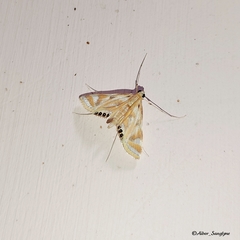 Eoophyla sejunctalis