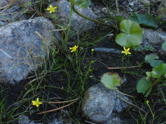 Ranunculus reptans