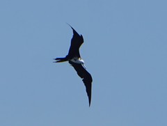 Fregata magnificens