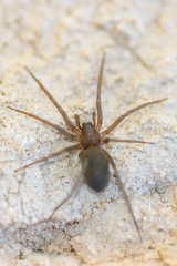 Mesiotelus