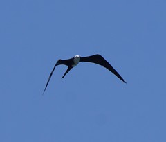 Fregata magnificens