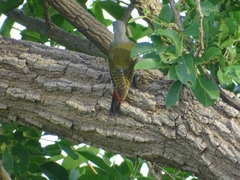 Chloropicus goertae