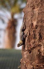 Agama mucosoensis