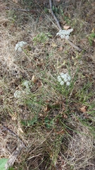 Pimpinella saxifraga