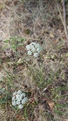 Pimpinella saxifraga