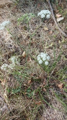 Pimpinella saxifraga