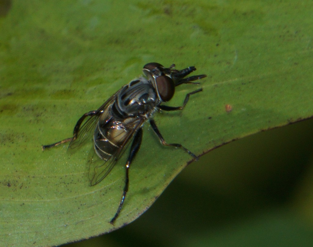 Lycastrirhyncha