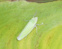 Draeculacephala clypeata