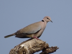 Streptopelia vinacea