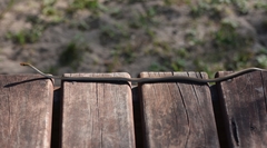 Philothamnus dorsalis