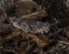 Heliastus sumichrasti