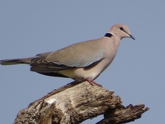 Streptopelia vinacea