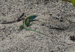 Cnemidophorus ruatanus