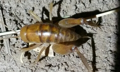 Ceuthophilus californianus