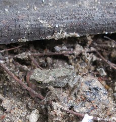 Polypedates maculatus