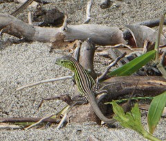 Cnemidophorus ruatanus