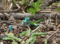 Cnemidophorus ruatanus
