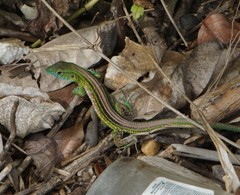 Cnemidophorus ruatanus