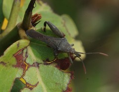 Meropachyini