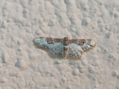 Idaea mustelata