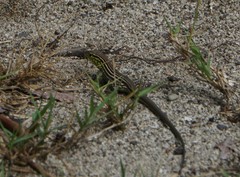 Cnemidophorus ruatanus
