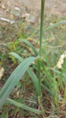 Dactylis glomerata