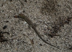 Cnemidophorus ruatanus
