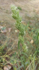 Dactylis glomerata