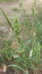 Dactylis glomerata