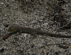 Cnemidophorus ruatanus