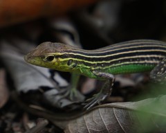Cnemidophorus ruatanus