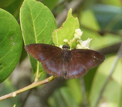 Ephyriades