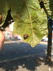 Harmonia axyridis