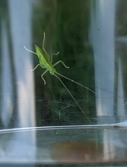 Meconema meridionale