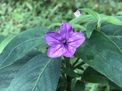 Ruellia jussieuoides