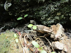 Polypedates maculatus