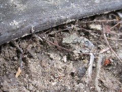 Polypedates maculatus