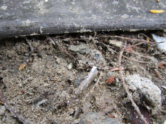 Polypedates maculatus