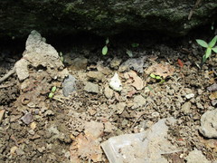 Polypedates maculatus