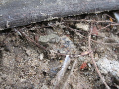 Polypedates maculatus