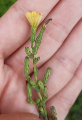 Lactuca serriola