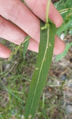 Lactuca serriola