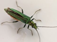Oedemera nobilis