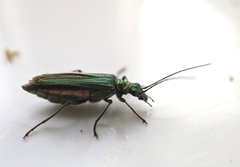 Oedemera nobilis