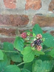 Rubus