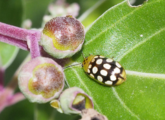 Phola octodecimguttata